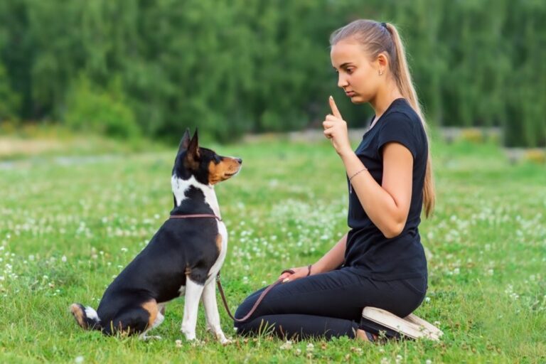 a young woman trains her basenji dog on the grass in the summer park 1024x682 1 768x512